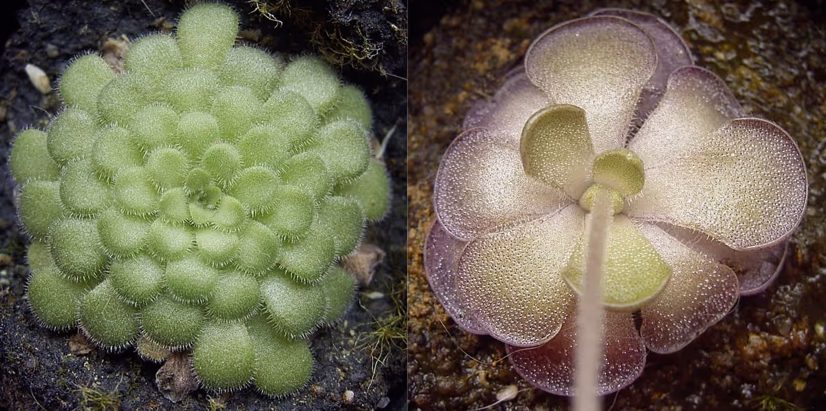 Pinguicula cyclosecta, winter rosetta on the left and carnivorous summer leaves on the right, by Denis Barthel.