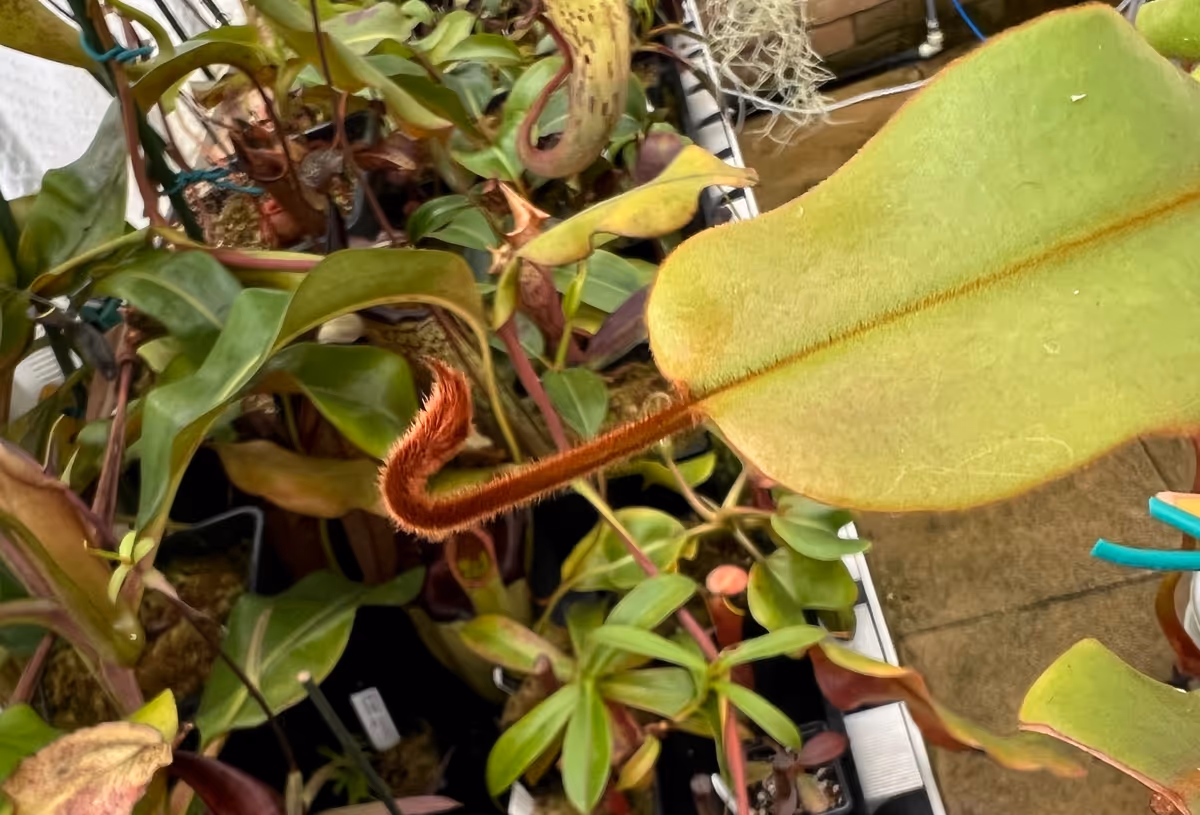 A pitcher 'bud' that should inflate into a new pitcher. Low humidity can cause them to stay this way.