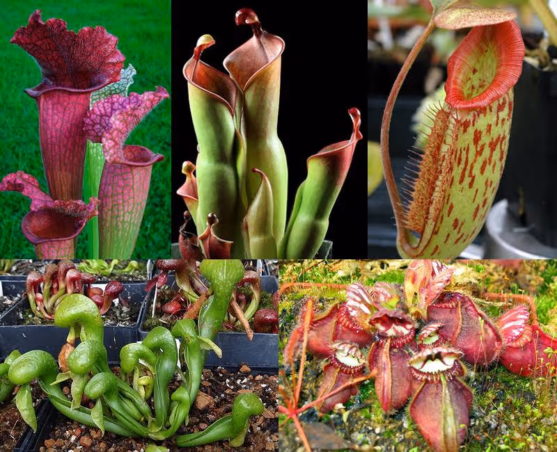 The pitcher plants, clockwise from top left - Sarracenia, Heliamphora, Nepenthes, Cephalotus, Darlingtonia. Courtesy of the ICPS.
