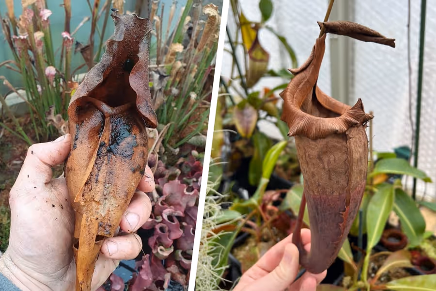 Why is my pitcher plant dying or turning brown?