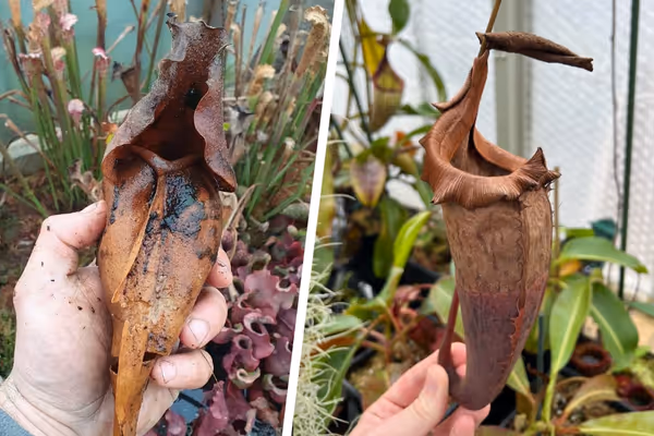 Why is my pitcher plant dying or turning brown?