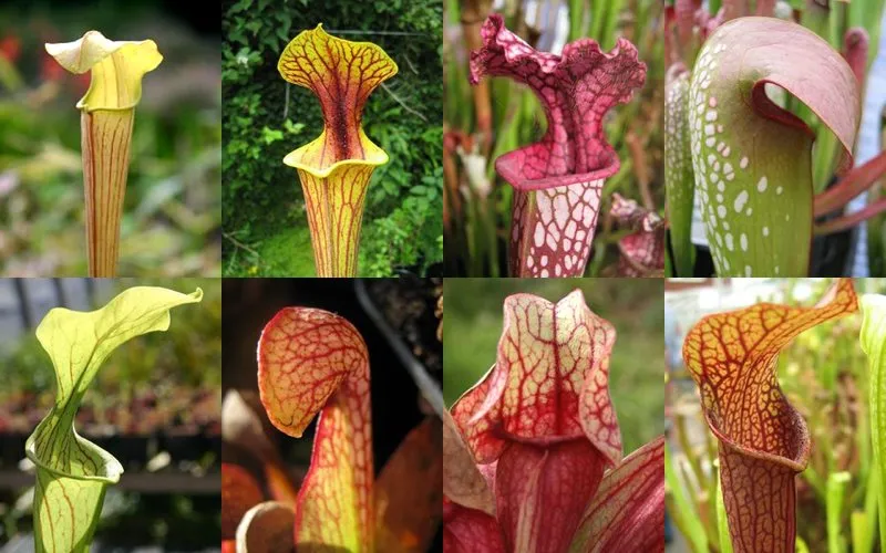 All eight species of Sarracenia, the North American pitcher plant - alata, flava, leucophylla, minor, oreophila, psittacina, purpurea, and rubra.