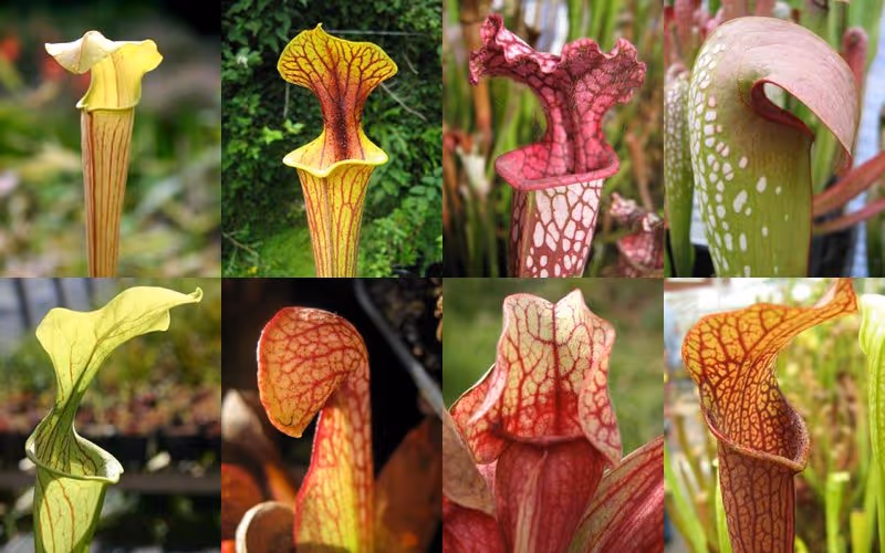 All eight species of Sarracenia, the North American pitcher plant - alata, flava, leucophylla, minor, oreophila, psittacina, purpurea, and rubra.