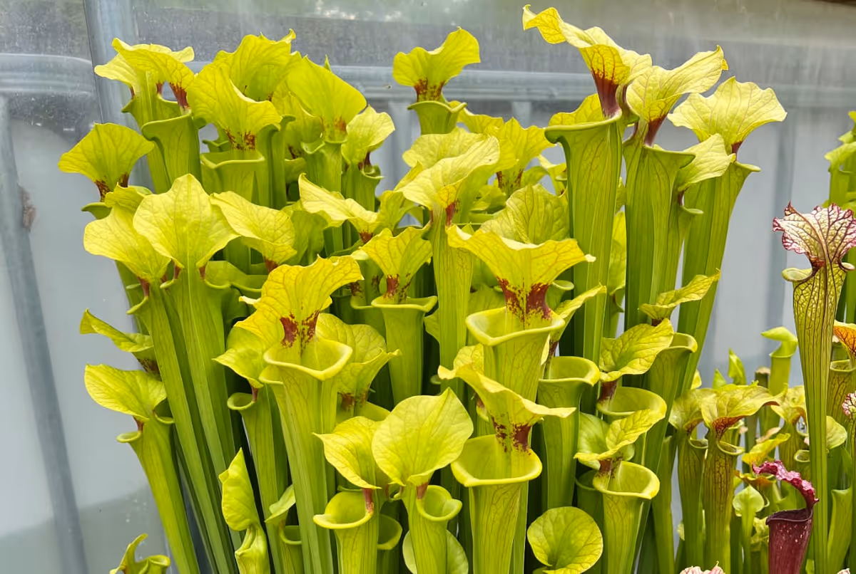 A thatch of Sarracenia flava var. rugelii, the cutthroat pitcher plant.