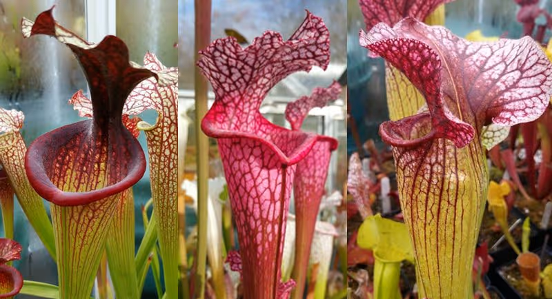 From left to right: S. x moorei 'Esme Cowlard' (H192); S. leucophylla 'Ruby Joyce' (L129); S. x moorei 'Adrian Slack' crossed with S. purpurea var. burkii.