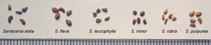 Sarracenia seeds against a 1mm ruler, courtesy of the ICPS.