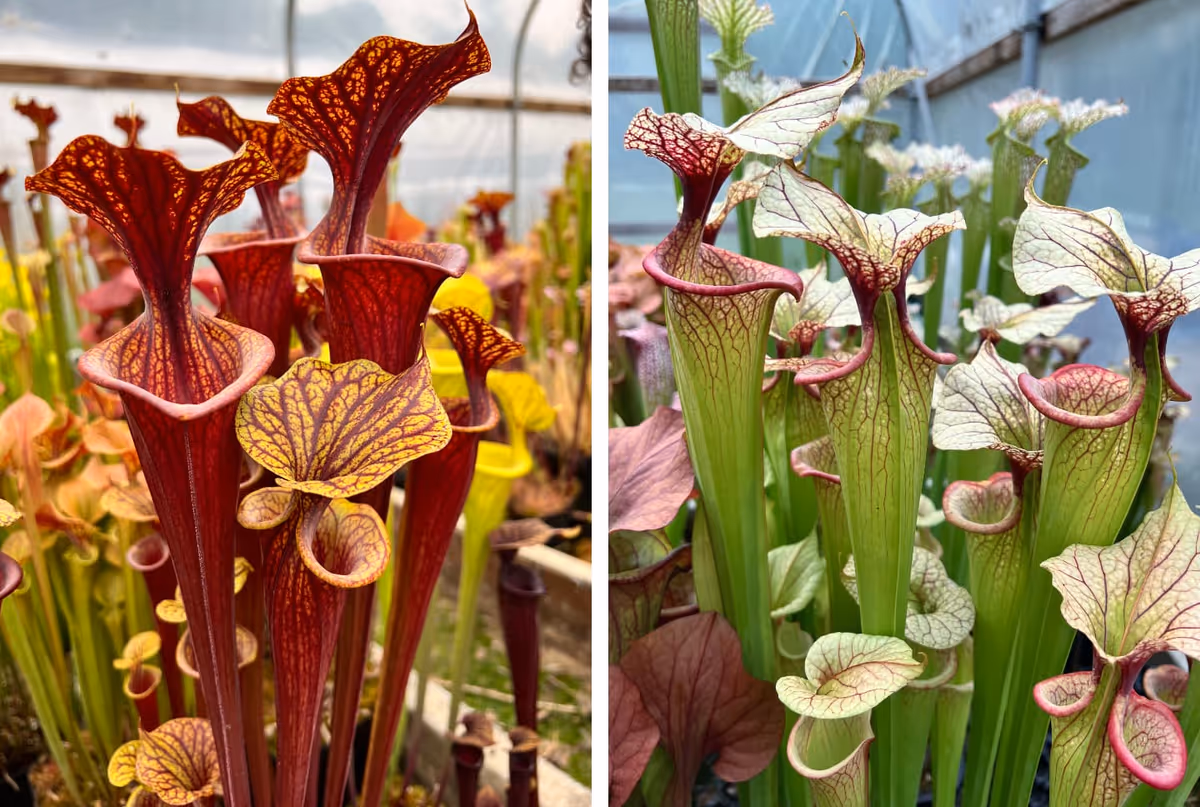 The tall erect species of Sarracenia, often known as trumpet pitchers, grow best in full sun. Here is S. flava and S. x moorei.