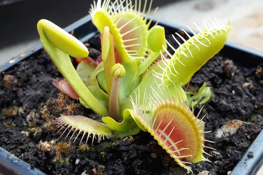 Should I let my Venus Flytrap flower?