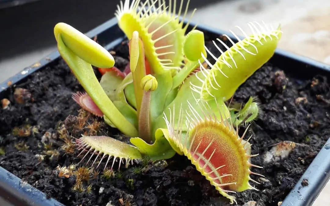 A flower bud emerging on a Venus Flytrap.