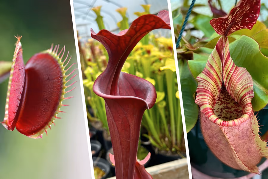 New to carnivorous plants? Start here!