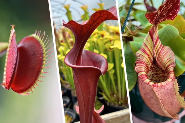 New to carnivorous plants? Start here!