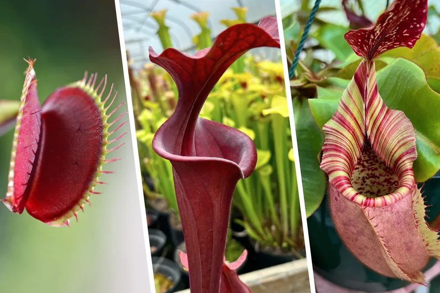 New to carnivorous plants? Start here!