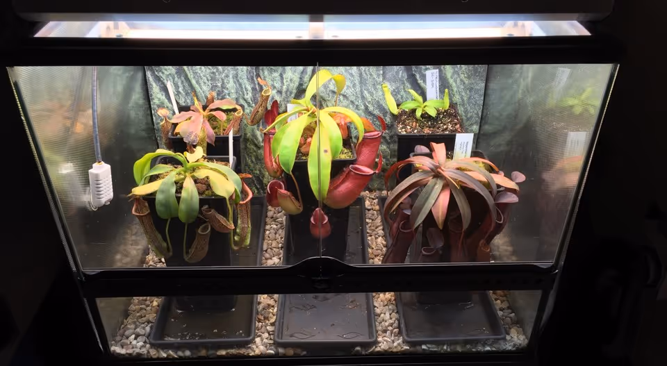 My terrarium, with T-5 fluorescent lights mounted on the top and the controller installed.