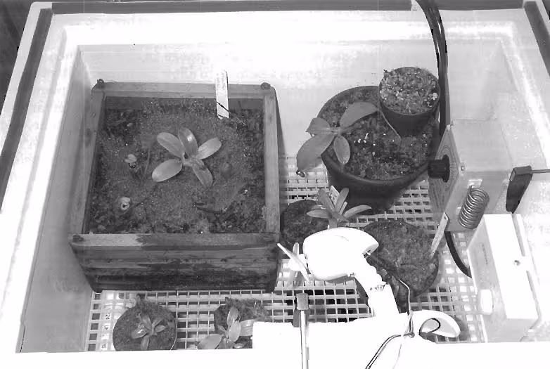 Figure 1 - The ultra-highland environmental chamber with the transparent cover and overhanging lights removed to show the placement of the plants.