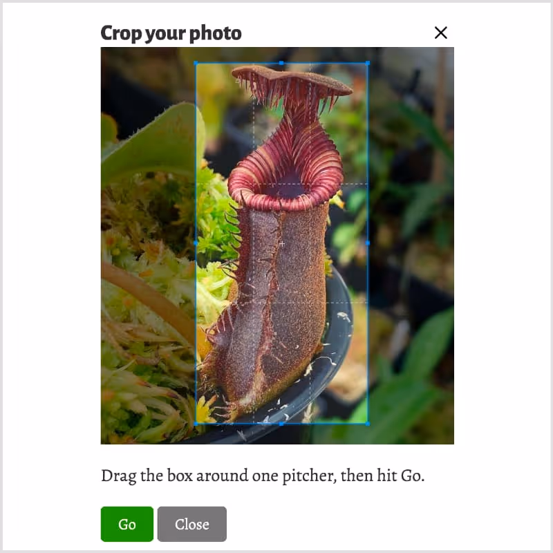 Upload a photo of your species, and draw a crop box around one pitcher.
