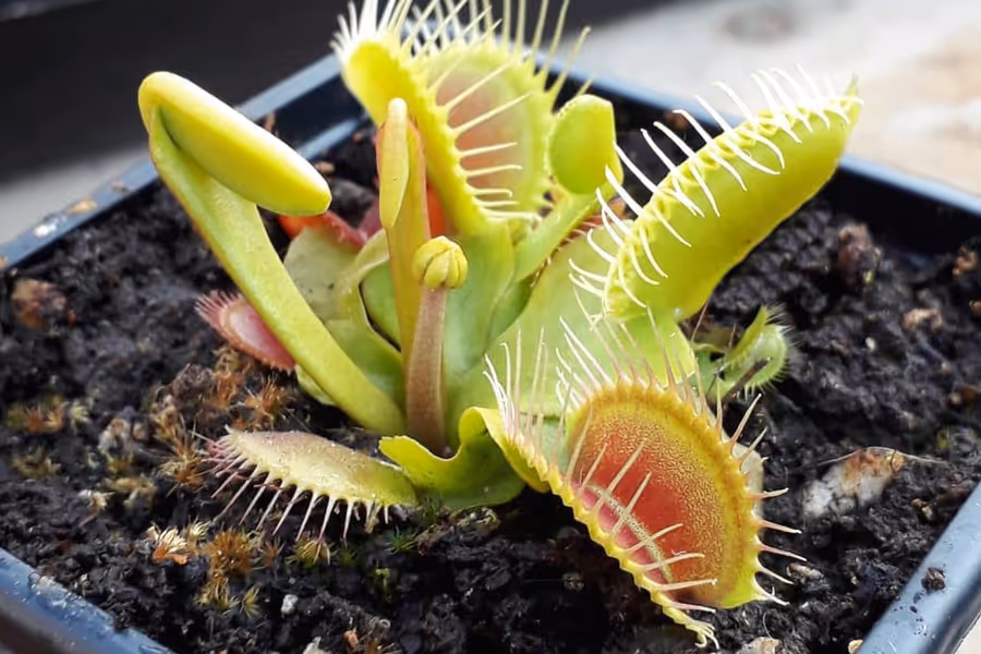Should I let my Venus Flytrap flower?