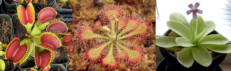 From left to right, a Venus flytrap, a Sundew, and a Butterwort. Courtesy of the ICPS.