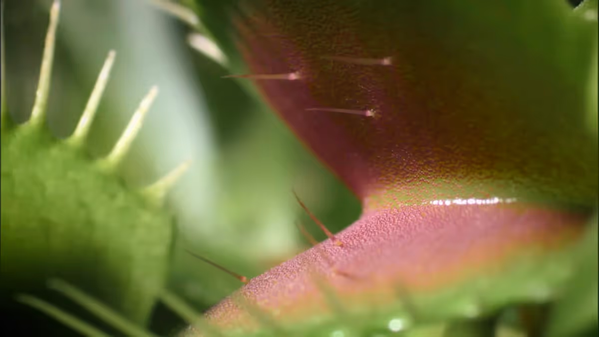 Close up of the trigger hairs inside the Venus flytrap.