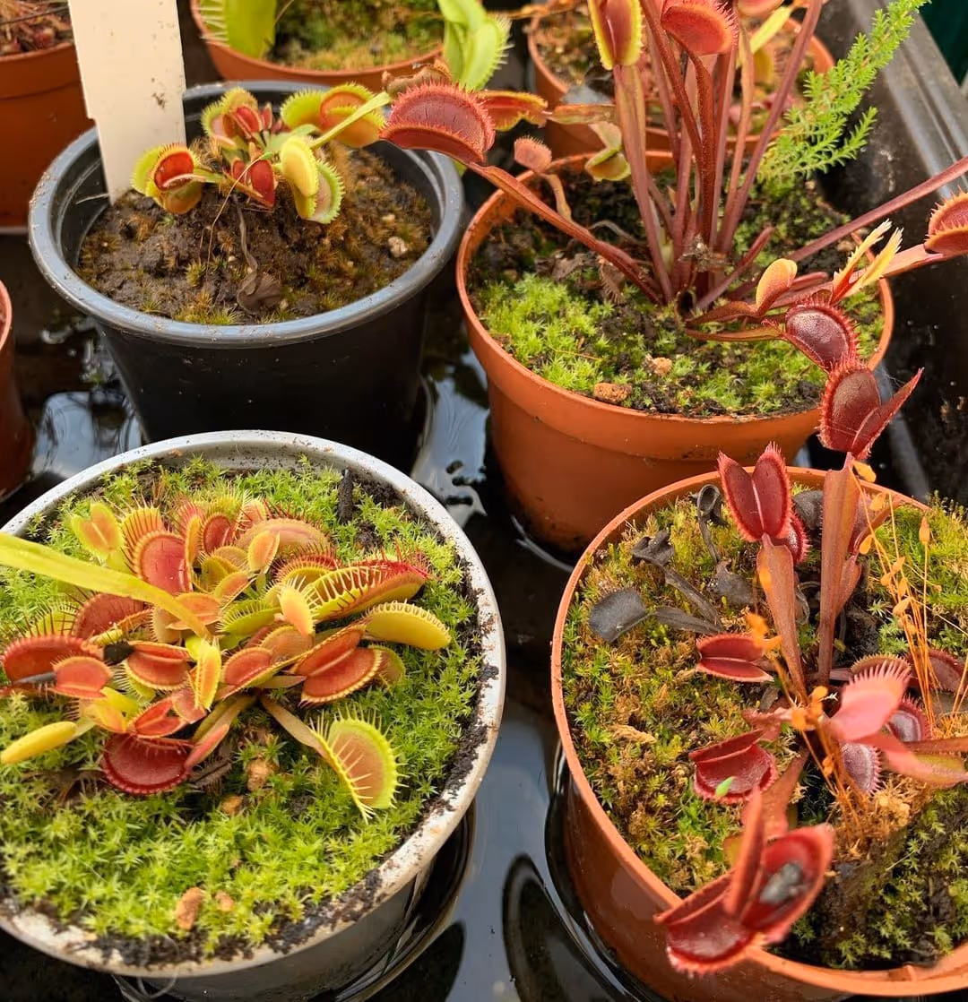 Venus flytraps growing in a water tray.