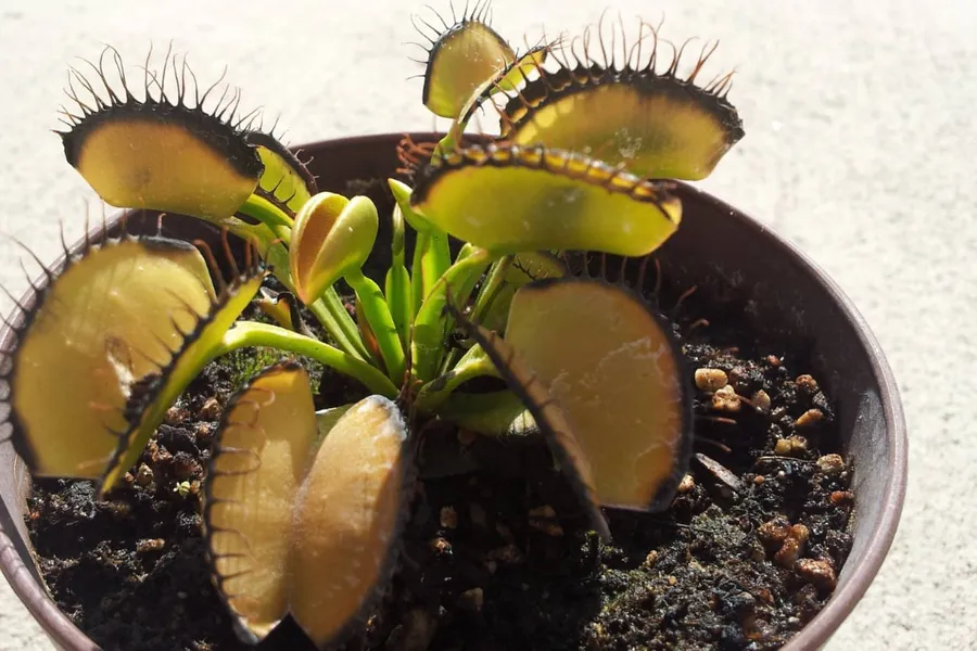 Why is my Venus flytrap turning black or yellow?