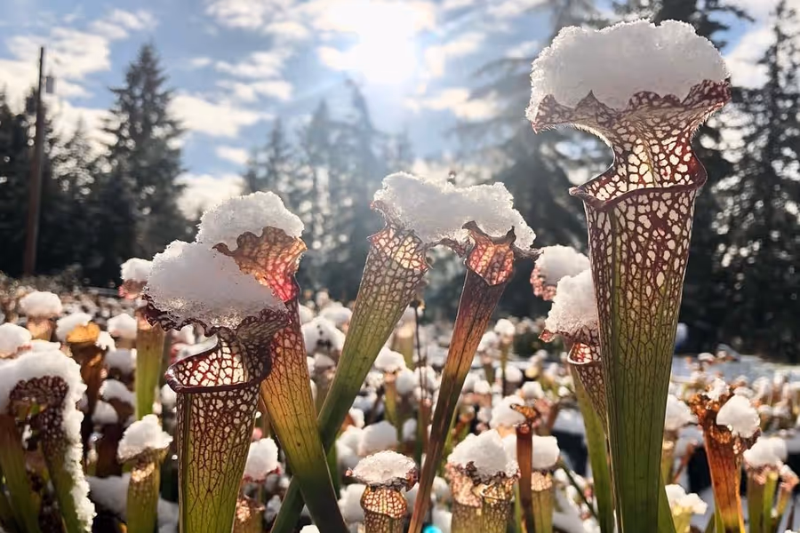 What is winter dormancy in carnivorous plants?