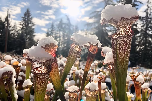 What is winter dormancy in carnivorous plants?