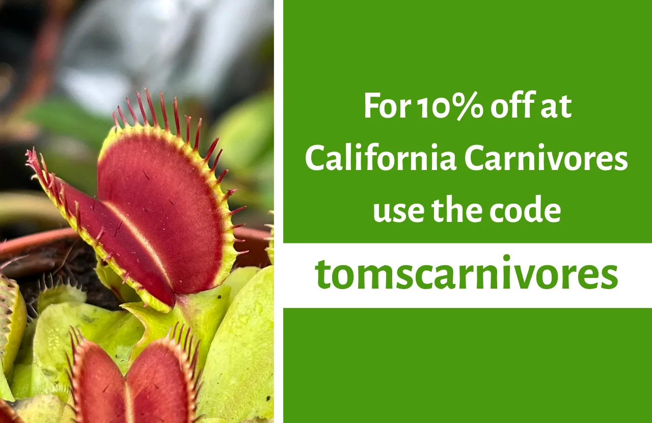 Any time someone asks where to buy carnivorous plants in the US, I always point them towards California Carnivores. You can get 10% off with code TOMSCARNIVORES.