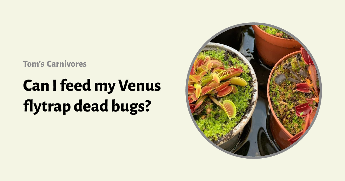 Can I Feed My Venus Fly Trap Mealworms tomscarnivores.com