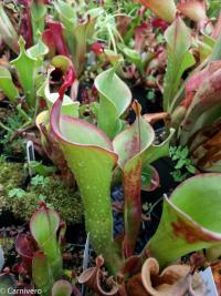 An assortment of Heliamphora sun pitchers.