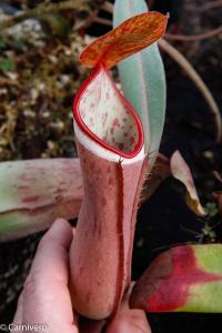 Nepenthes albomarginata.