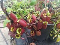 Nepenthes ampullaria.