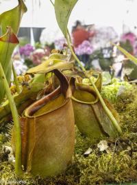 Nepenthes bicalcarata.