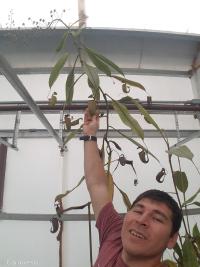 Nepenthes bicalcarata stem.