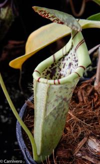 Nepenthes burbidgeae x campanulata (BE 3564).