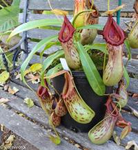 Nepenthes burkei.