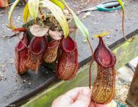 Nepenthes burkei x hamata )BE 3594).