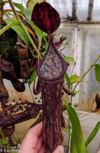 Nepenthes copelandii.