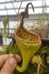 Nepenthes eymae 'EP' male.