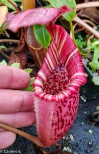 Nepenthes (eymae x veitchii) x burbidgeae.