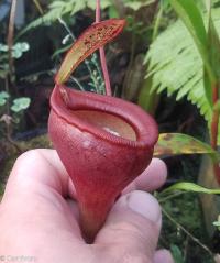 Nepenthes jamban.