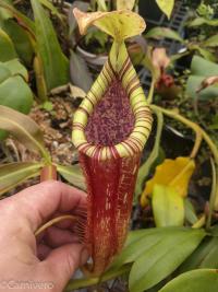 Nepenthes 'Kohala Hapuna'.