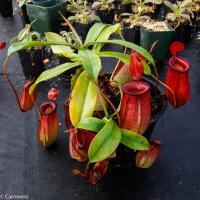 Nepenthes 'Lady Luck' from Borneo Exotics.