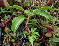 Nepenthes lowii, Trusmadi.