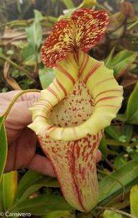 Nepenthes (lowii x veitchii) x boschiana - white.