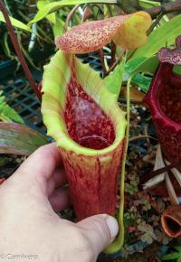 Nepenthes (lowii x veitchii) x campanulata.