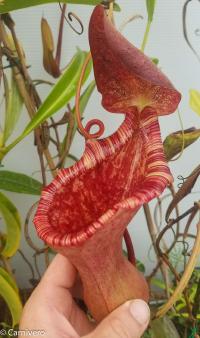 Nepenthes lowii x ventricosa 'EP' - giant (1 of 2).