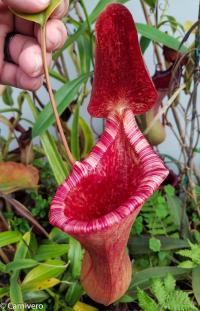 Nepenthes lowii x ventricosa 'EP' - giant (2 of 2).