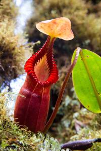 Nepenthes macrophylla from Trusmadi, photographed by Drew.