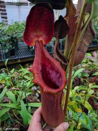 Nepenthes macrophylla x lowii 'SG'.