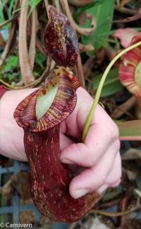 Nepenthes mirabilis var echinostoma.